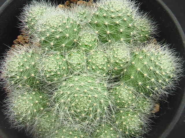 ★奈研★サボテン・多肉植物★220★レブチア　“白雪姫”　Rebutia　hyb."Snow-White"カキ仔　約総径7.5cm_画像3