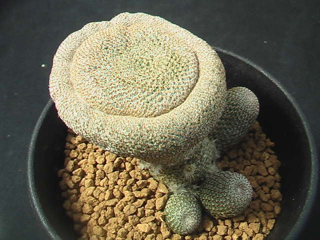 ★奈研★サボテン・多肉植物★346★レブチア　ヘリオーサ Rebutia　heliosa 　約W5.7cm_画像4