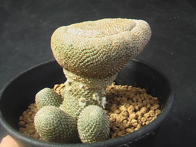 ★奈研★サボテン・多肉植物★346★レブチア　ヘリオーサ Rebutia　heliosa 　約W5.7cm_画像5