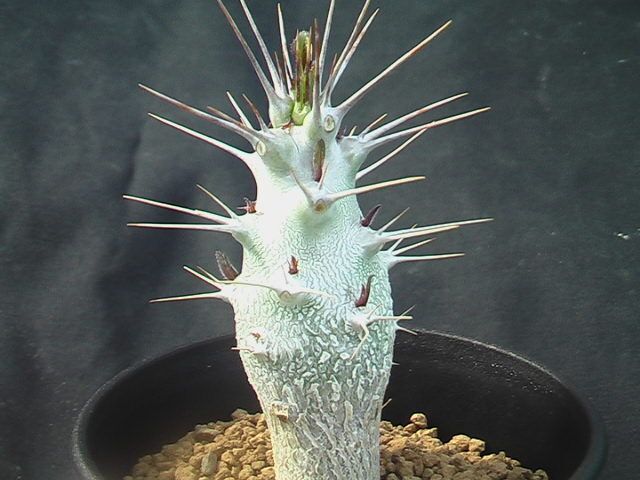 ★奈研★サボテン・多肉植物★461★パキポディウム　白馬城　Pachypodium lamerei　ssp.sundersii　実生　下部約W 2.0cm高さ約6.5cm_画像3