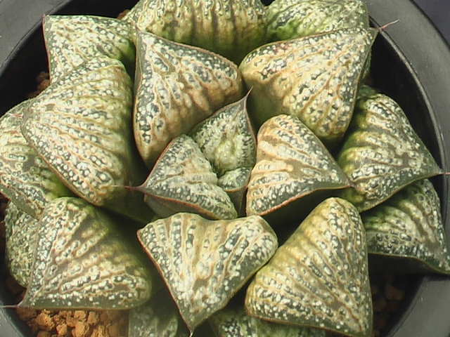 ★奈研★サボテン・多肉植物★525★ハオルシア　‘花葵’　Haworthia　magnifica v.splendens hyb.‘Hanaaoi’　 約W9.5 cm_画像1