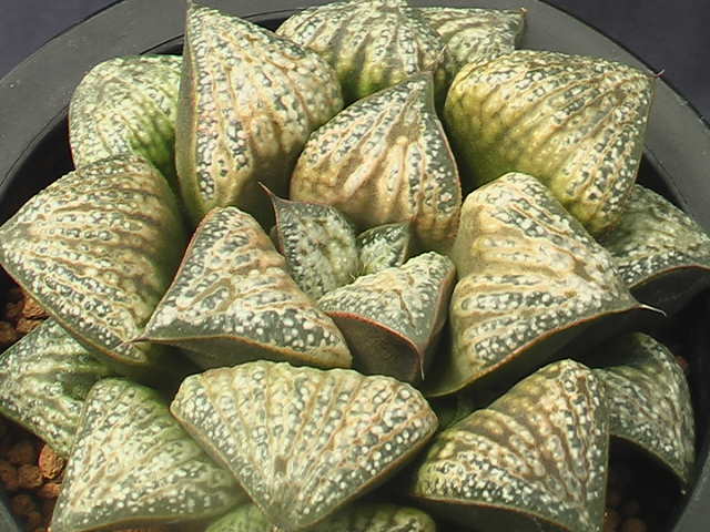 ★奈研★サボテン・多肉植物★525★ハオルシア　‘花葵’　Haworthia　magnifica v.splendens hyb.‘Hanaaoi’　 約W9.5 cm_画像3