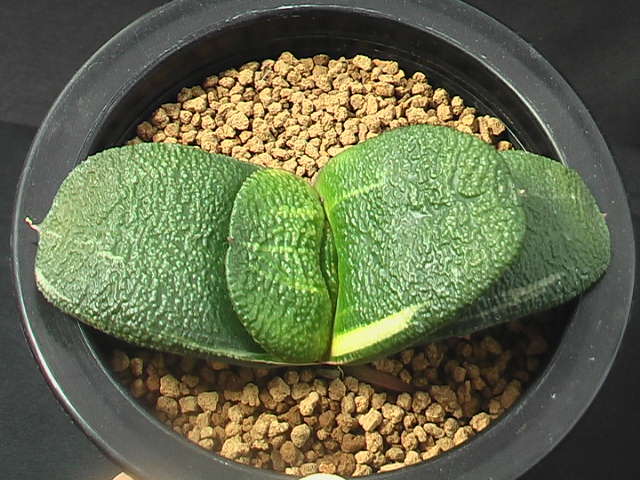 ★奈研★サボテン・多肉植物★567★ ガステリア　臥牛錦(短太A)　Gasteria　armstrongii varieg.　約W 10.3cm_画像2