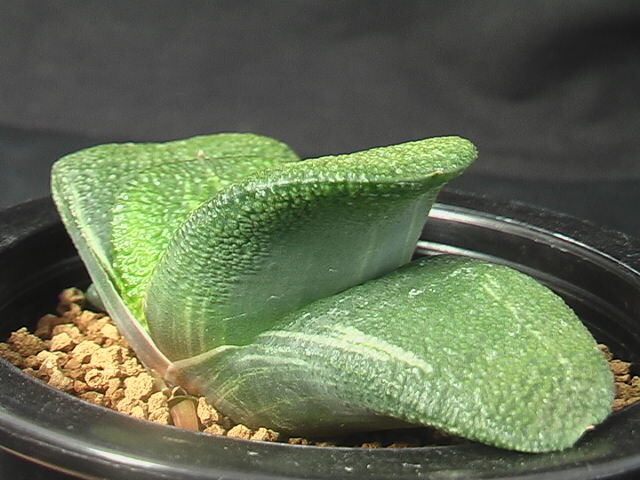 ★奈研★サボテン・多肉植物★567★ ガステリア　臥牛錦(短太A)　Gasteria　armstrongii varieg.　約W 10.3cm_画像3