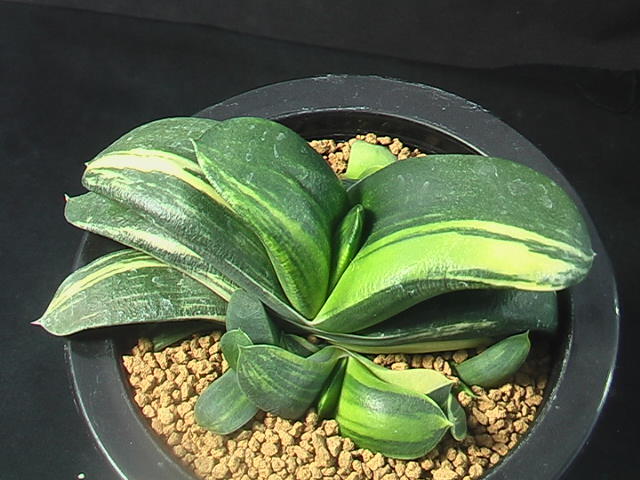 ★奈研★サボテン・多肉植物★632★ ガステリア　臥牛錦　Gasteria　armstrongii varieg.　　約W 10.9cm_画像2