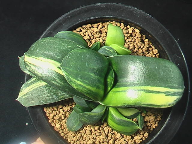 ★奈研★サボテン・多肉植物★632★ ガステリア　臥牛錦　Gasteria　armstrongii varieg.　　約W 10.9cm_画像3