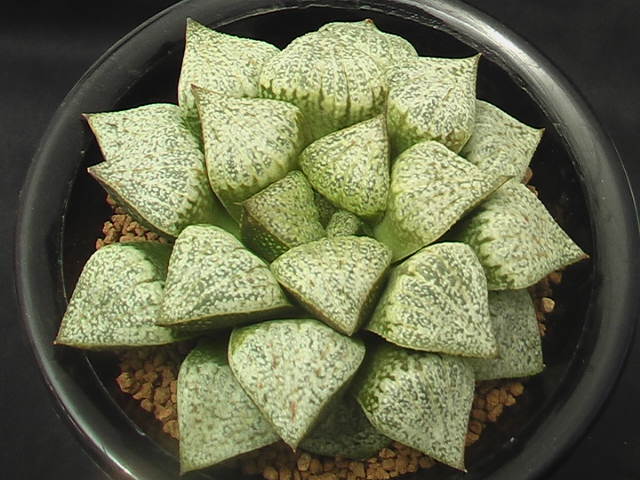 ★奈研★サボテン・多肉植物★691★ハオルシア　ピクタ(パンドラ白)　Haworthia　picta　約W10.6cm_画像3