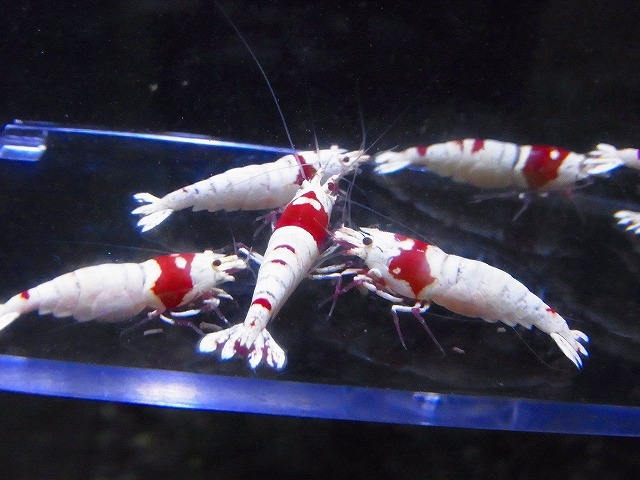 Golden-shrimp　　種親レッドビーシュリンプ５ペア（抱卵3匹）10匹ブリードセット　発送日は金土日のみ_画像8
