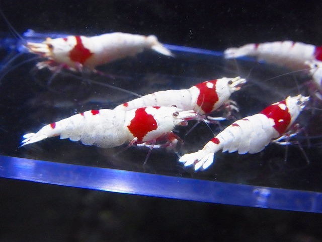 Golden-shrimp　　種親レッドビーシュリンプ５ペア（抱卵3匹）10匹ブリードセット　発送日は金土日のみ_画像5
