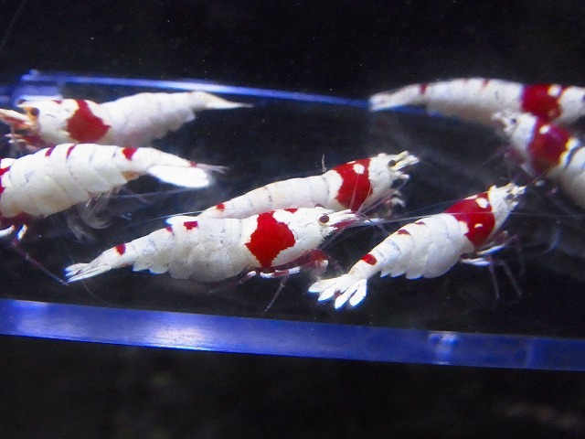Golden-shrimp　　種親レッドビーシュリンプ５ペア（抱卵3匹）10匹ブリードセット　発送日は金土日のみ_画像2