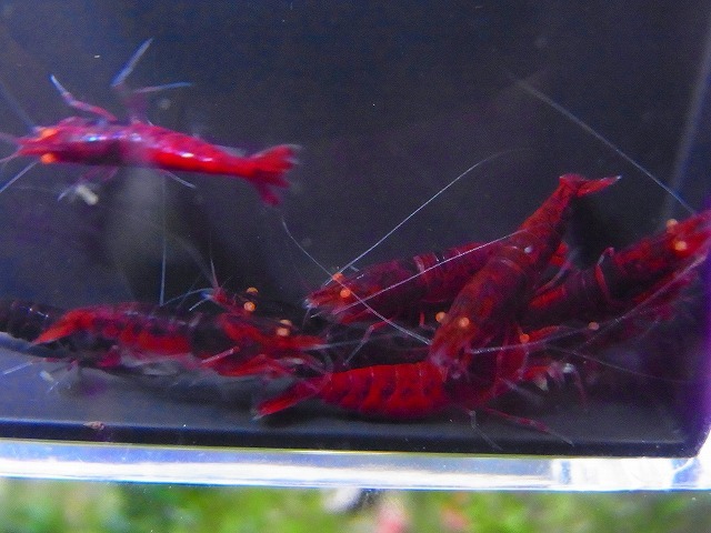 Golden-shrimp　　ハイグレードレッドダイヤゴールデンアイ♂4♀6（抱卵2匹）ブリードセット　発送日は金土日のみ_画像8