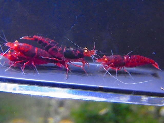 Golden-shrimp　　ハイグレードレッドダイヤゴールデンアイ♂4♀6（抱卵2匹）ブリードセット　発送日は金土日のみ_画像5