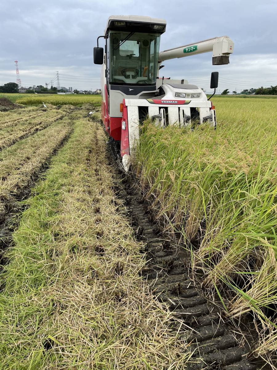 令和5年産埼玉県産 彩のきずな玄米30㎏　有機肥料使用_収穫適期に刈り取り
