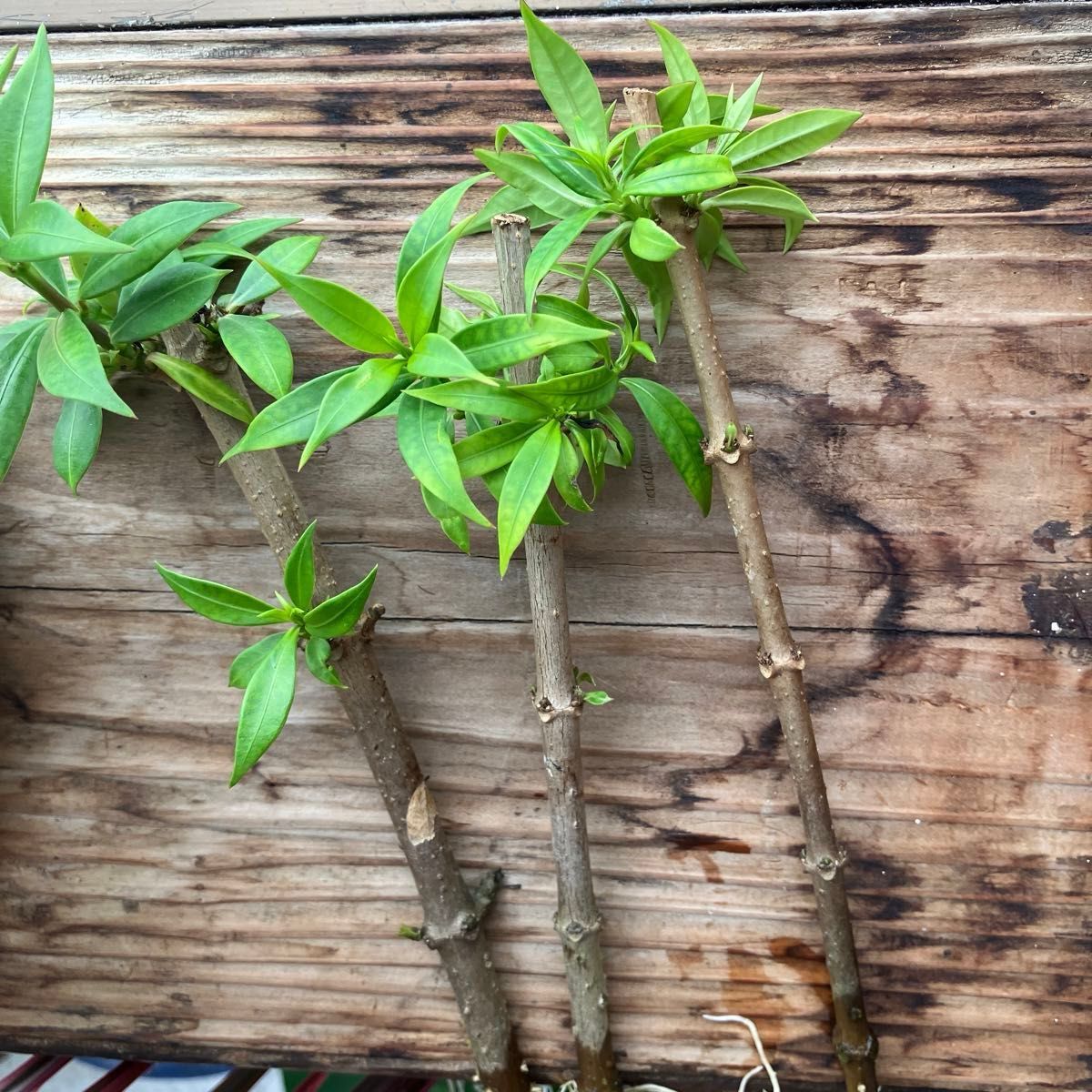 アマランダ　挿し穂　枝　茎