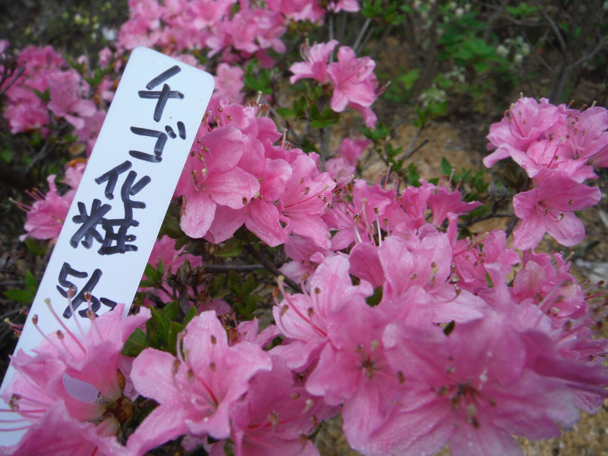 稚児化粧 と言う ミヤマキリシマツツジ盆栽素材。@浅間ジオ資源_参考写真 こんな花てす。