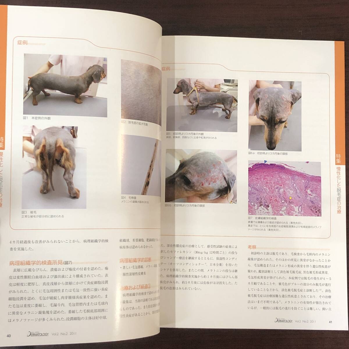 小動物皮膚科専門誌 Small Animal Dermatology 2011年　慢性化した皮膚疾患 まるごとわかる脱毛症　インターズー　獣医学　動物病院【A36】_画像5