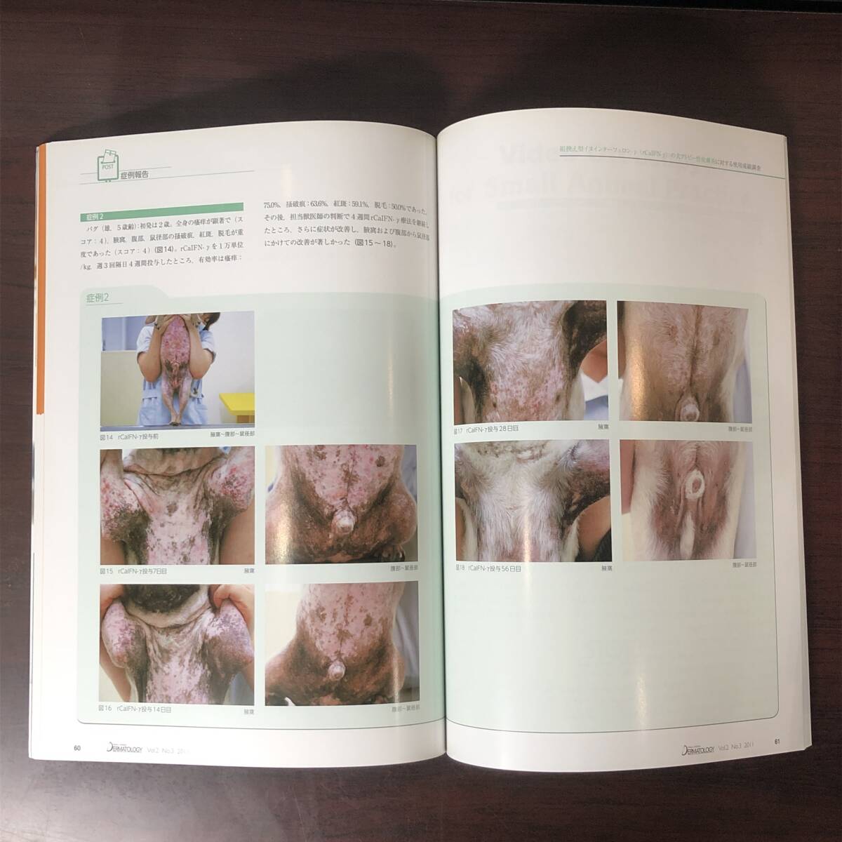 小動物皮膚科専門誌 Small Animal Dermatology 2011年　慢性化した皮膚疾患　外部寄生虫症　インターズー　獣医学　動物病院　【A36】_画像7