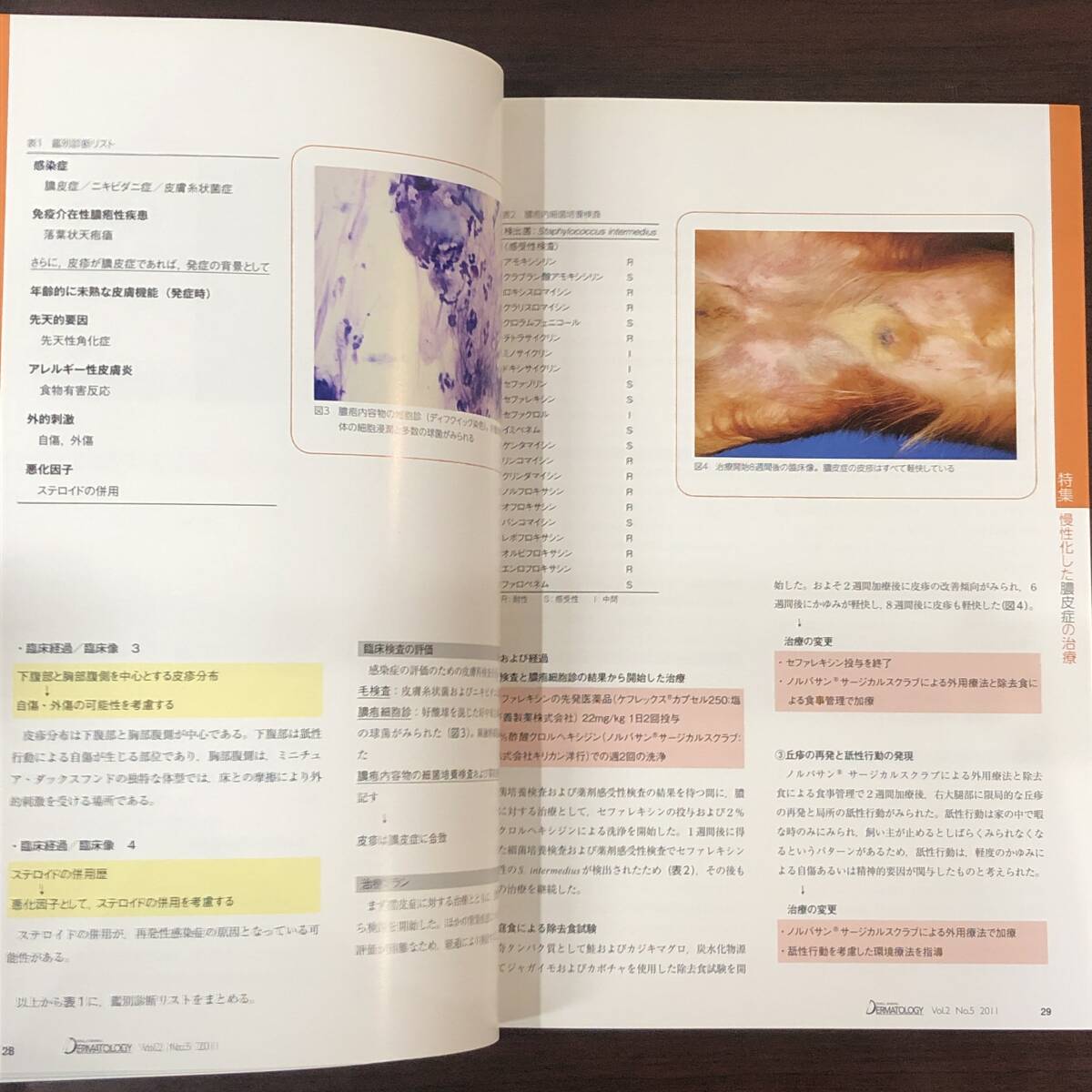 小動物皮膚科専門誌 Small Animal Dermatology 2011年　慢性化した皮膚疾患 再発する犬の膿皮症　インターズー　獣医学　動物病院【A36】_画像5