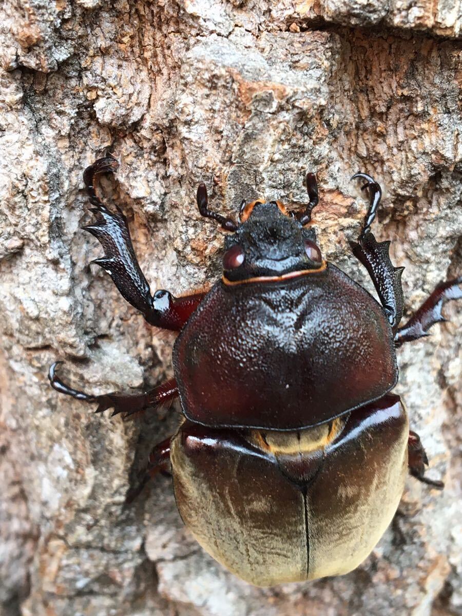 江田島産 レッドアイ カブト 即ブリ可 成虫2ペア 計4匹セット　カブトムシ レッドボディ 赤カブト 【虫倉庫】5154_画像5