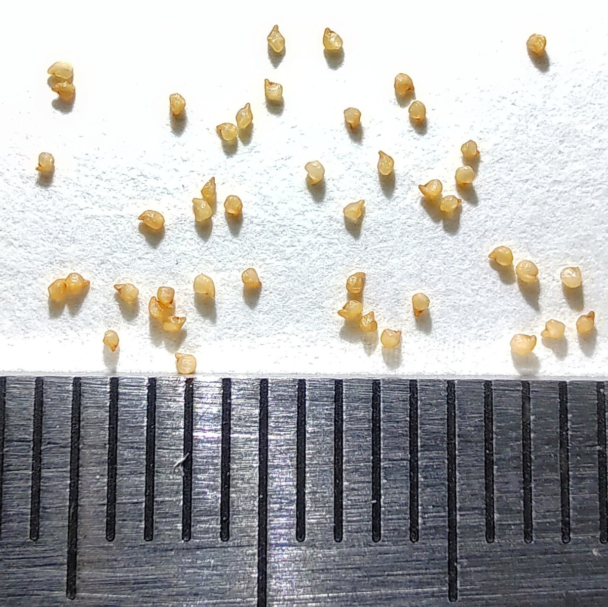 【自家採種“種子”/100粒】Gibbaeum heathii (SB 799)/ギバエウム 銀光玉//多肉植物/メセン/白花の画像2