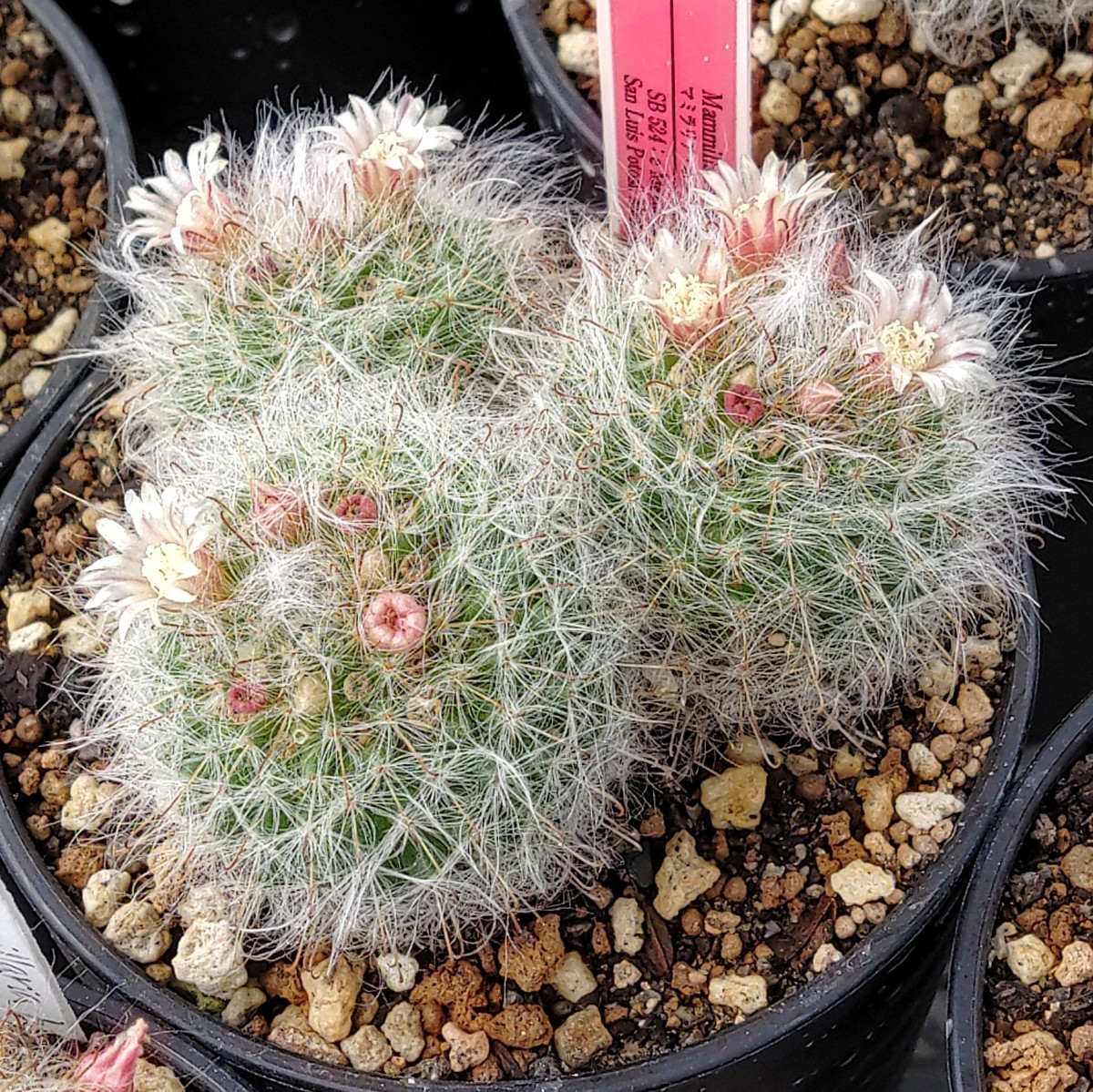 【自家採種“種子”/20粒】Mammillaria bocasana (SB 524)/マミラリア・ボカサナ/高砂//サボテン/多肉植物_株姿