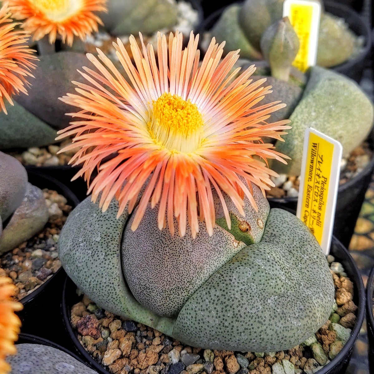 【自家採種“種子”/30粒】Pleiospilos nelii (Willowmore, RSA)/プレイオスピロス・ネリー/帝玉//多肉植物_開花株