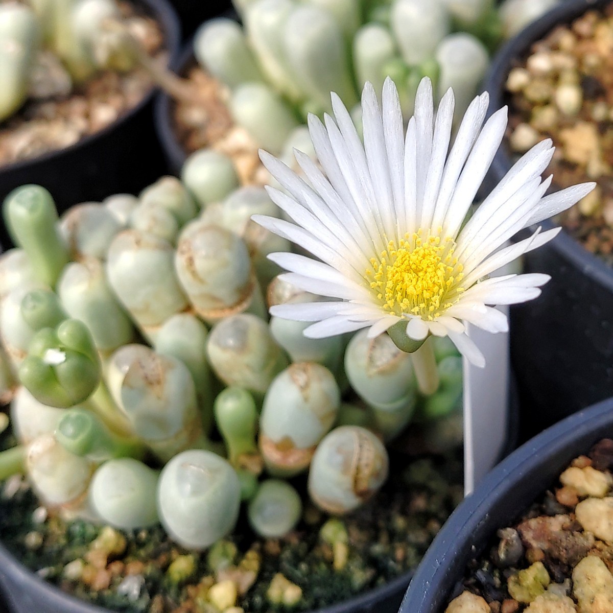 【自家採種“種子”/30粒】Fenestraria rhopalophylla (Luderitz, Namibia)/フェネストラリア・ロパロフィラ/群玉//多肉植物/メセン_白い花