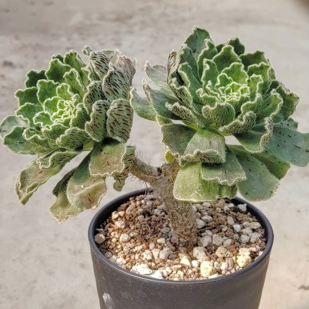 【自家採種“種子”/100粒】Aeonium smithii (Araya, Tenerife)/アエオニウム・スミシー//多肉植物_株姿