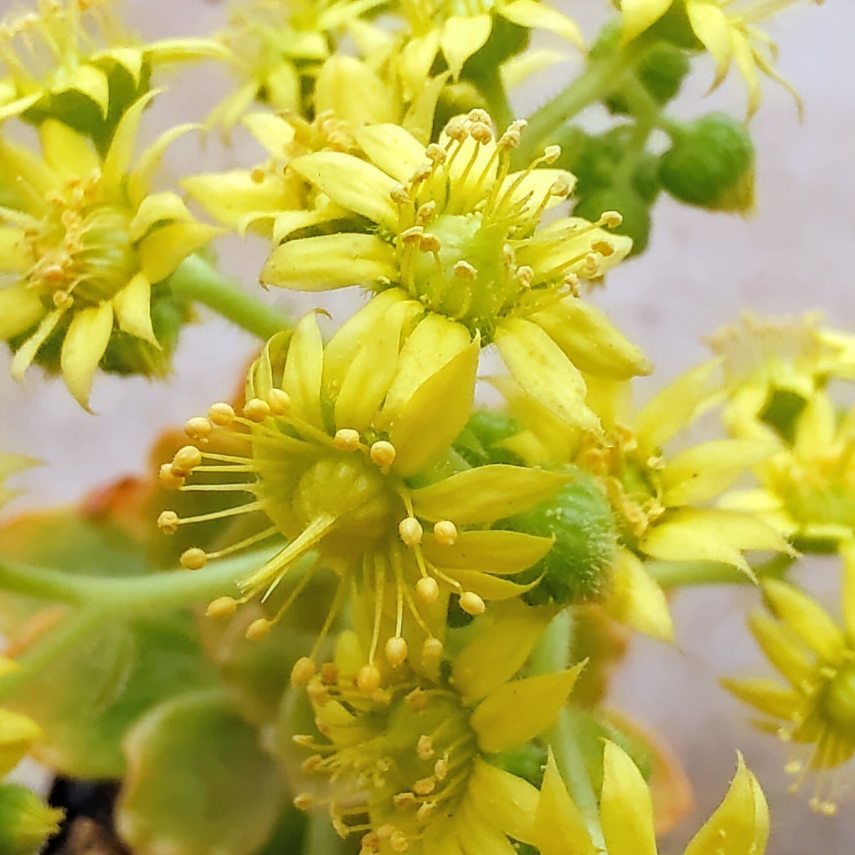 【自家採種“種子”/100粒】Aeonium smithii (Araya, Tenerife)/アエオニウム・スミシー//多肉植物_花