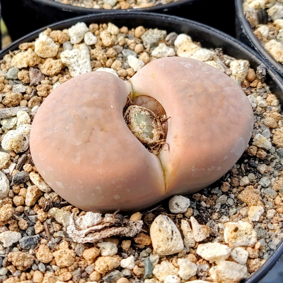 【自家採種“種子”/30粒】Lithops hookeri var. subfenestrata (C 21)/リトープス・サブフェネストラタ//多肉植物/メセン/富貴玉_株姿