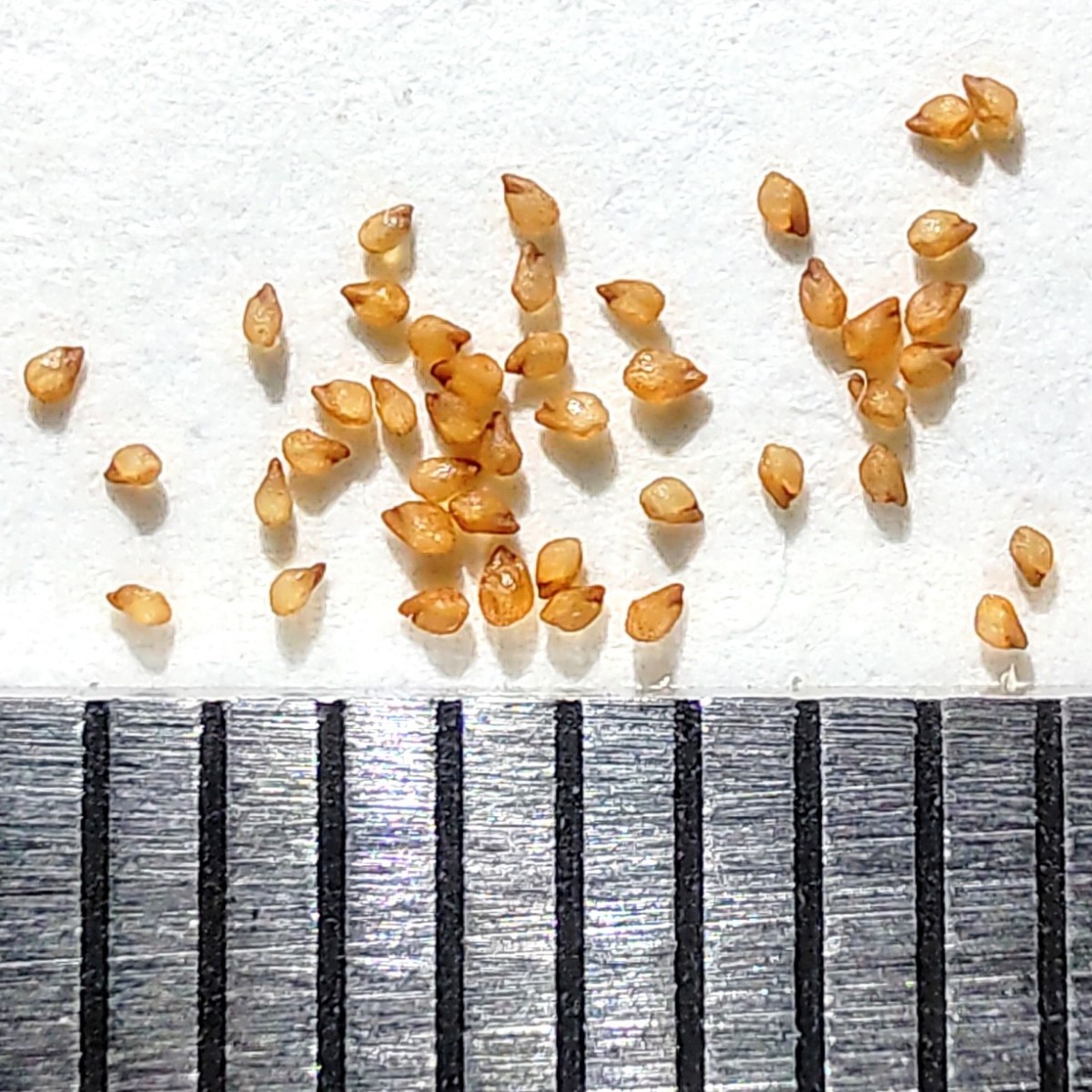 【自家採種“種子”/30粒】Drosanthemum hispidum (SL 84-240)/ドロサンテマム・ヒスピダム/花弥生//多肉植物/メセンの画像2