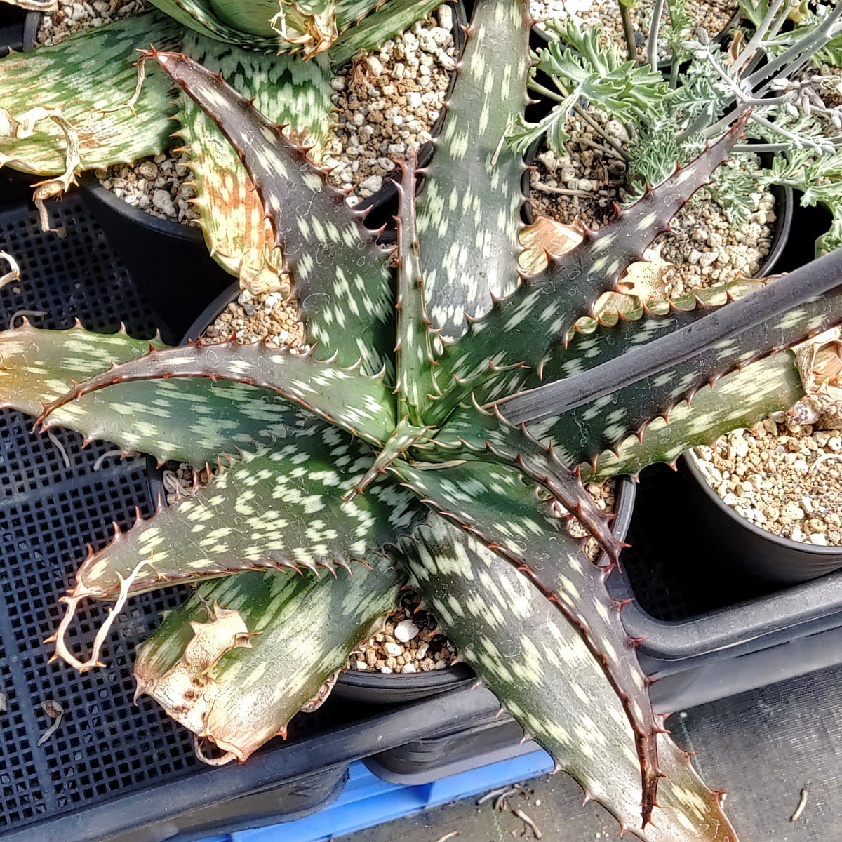 [ own . kind * seeds ~/15 bead ]Aloe greatheadii (Rustenburg, RSA)/ aloe *g rare tohe Adi -// succulent plant /dabi hole 