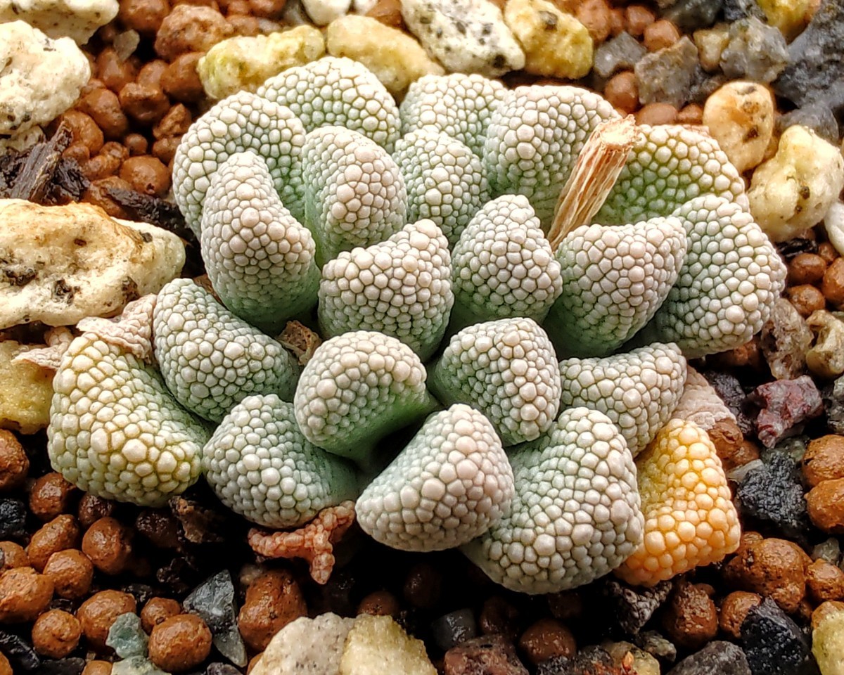 【自家採種“種子”/30粒】Titanopsis primosii (EA 3996)/チタノプシス・プリモシー/天女影//多肉植物/メセン_株姿