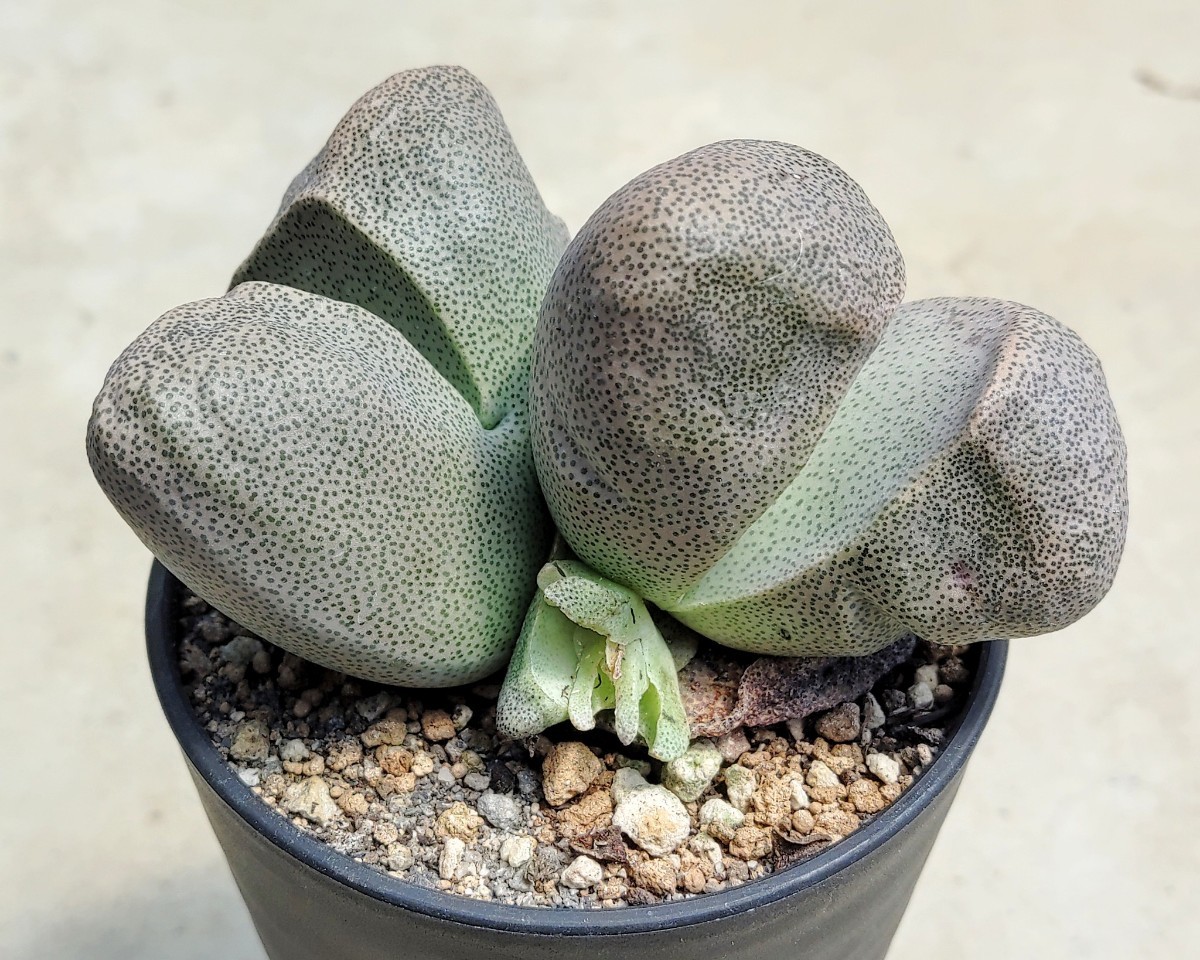 【自家採種“種子”/20粒】Pleiospilos bolusii (GM 102)/プレイオスピロス・ボルシー//多肉植物_基本的に単頭で育ちますが、稀に分岐します