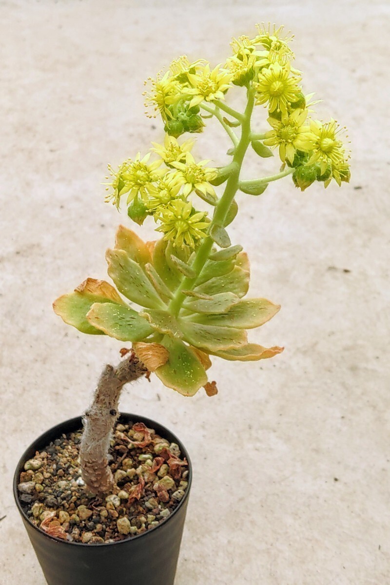 【自家採種“種子”/30粒】Aeonium smithii (Araya, Tenerife)/アエオニウム・スミシー//多肉植物_開花中の株