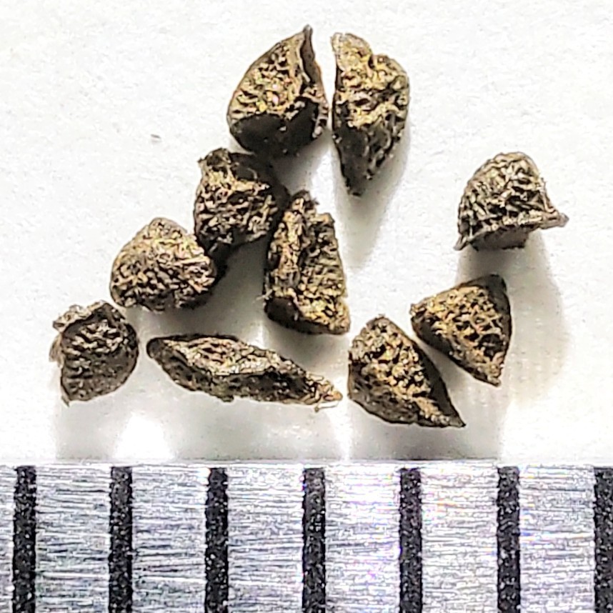 【自家採種“種子”/10粒】Bulbine mesembryanthoides (JAA 1191)/ブルビネ・メセンブリアントイデス//多肉植物_お送りする種子のイメージ