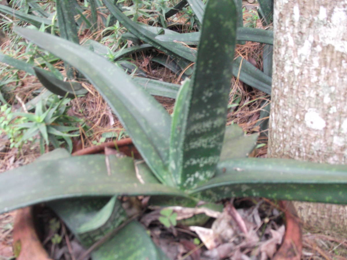  семена . вид Gasteria acinacifolia 20 шарик ... газ терьер akinakifo задний суккулентное растение алоэ ..