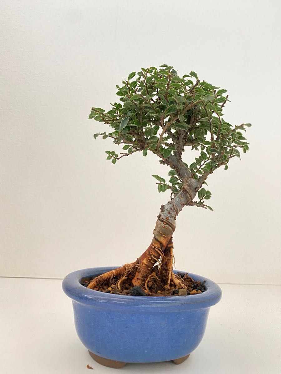 ニレケヤキ 小品盆栽　ミニ盆栽　ケヤキ　bonsai 盆栽鉢　