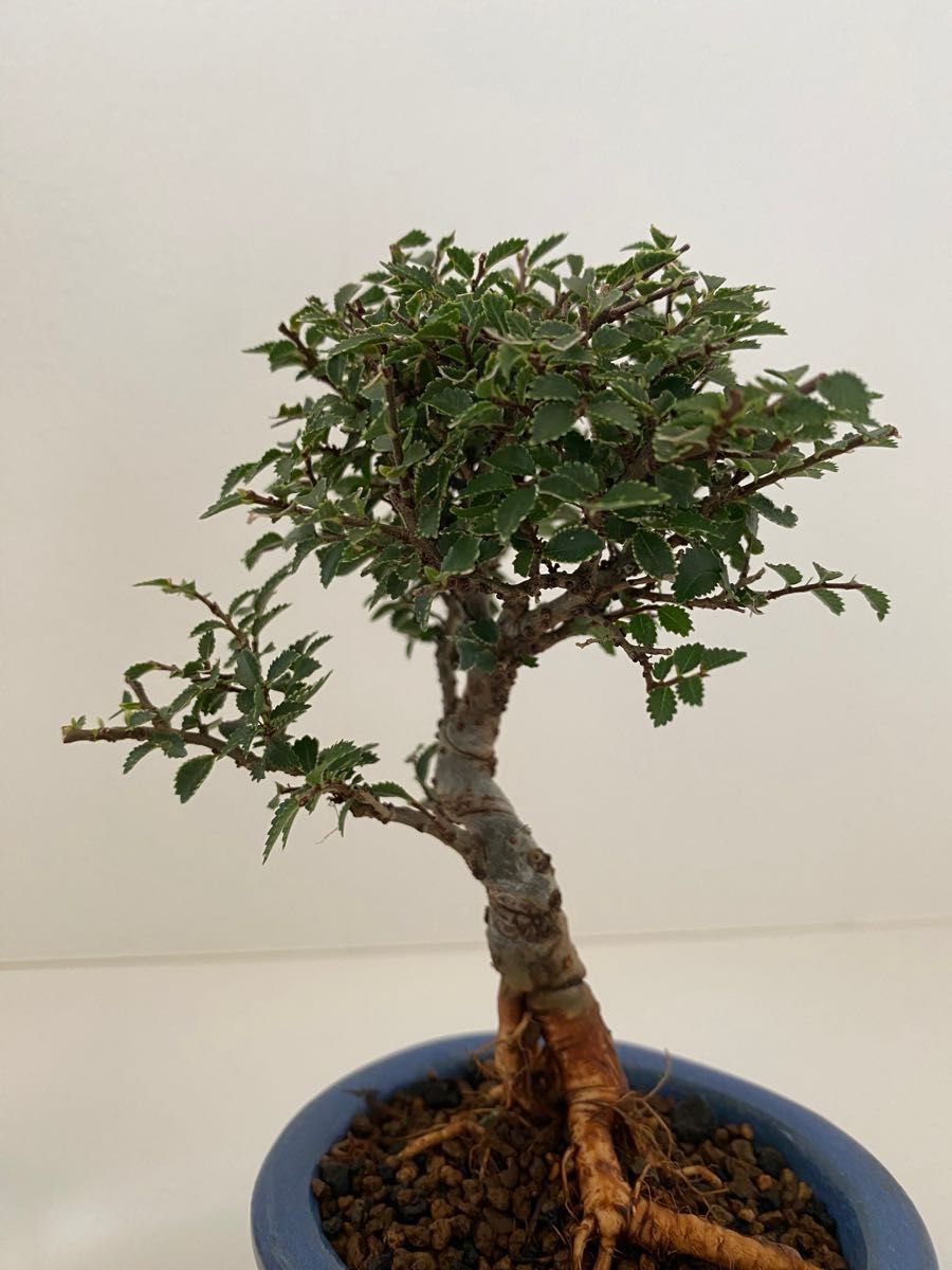 ニレケヤキ 小品盆栽　ミニ盆栽　ケヤキ　bonsai 盆栽鉢　