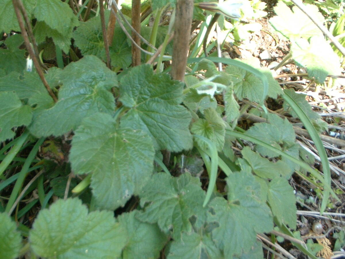 白　シュウメイギク　秋明菊　5芽程度　宿根草_大株