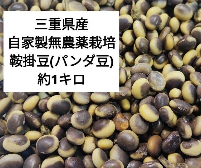 【三重県産】自家製無農薬栽培　鞍掛豆　パンダ豆　約1キロ