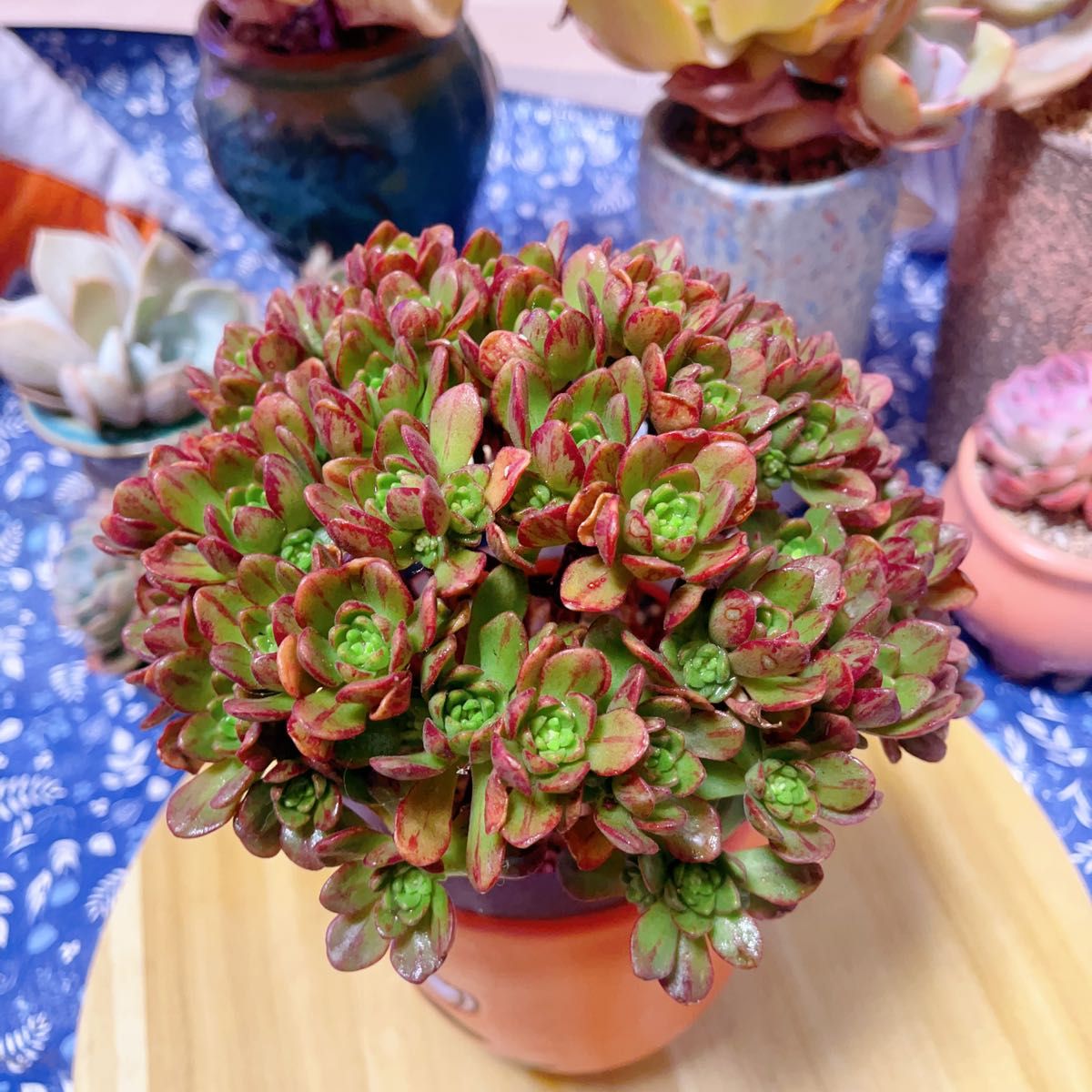 多肉植物 アエオニウム アーノルディ 抜き苗|Yahoo!フリマ(旧 多肉植物 アエオニウム アーノルディ 抜き苗|Yahoo!フリマ(旧