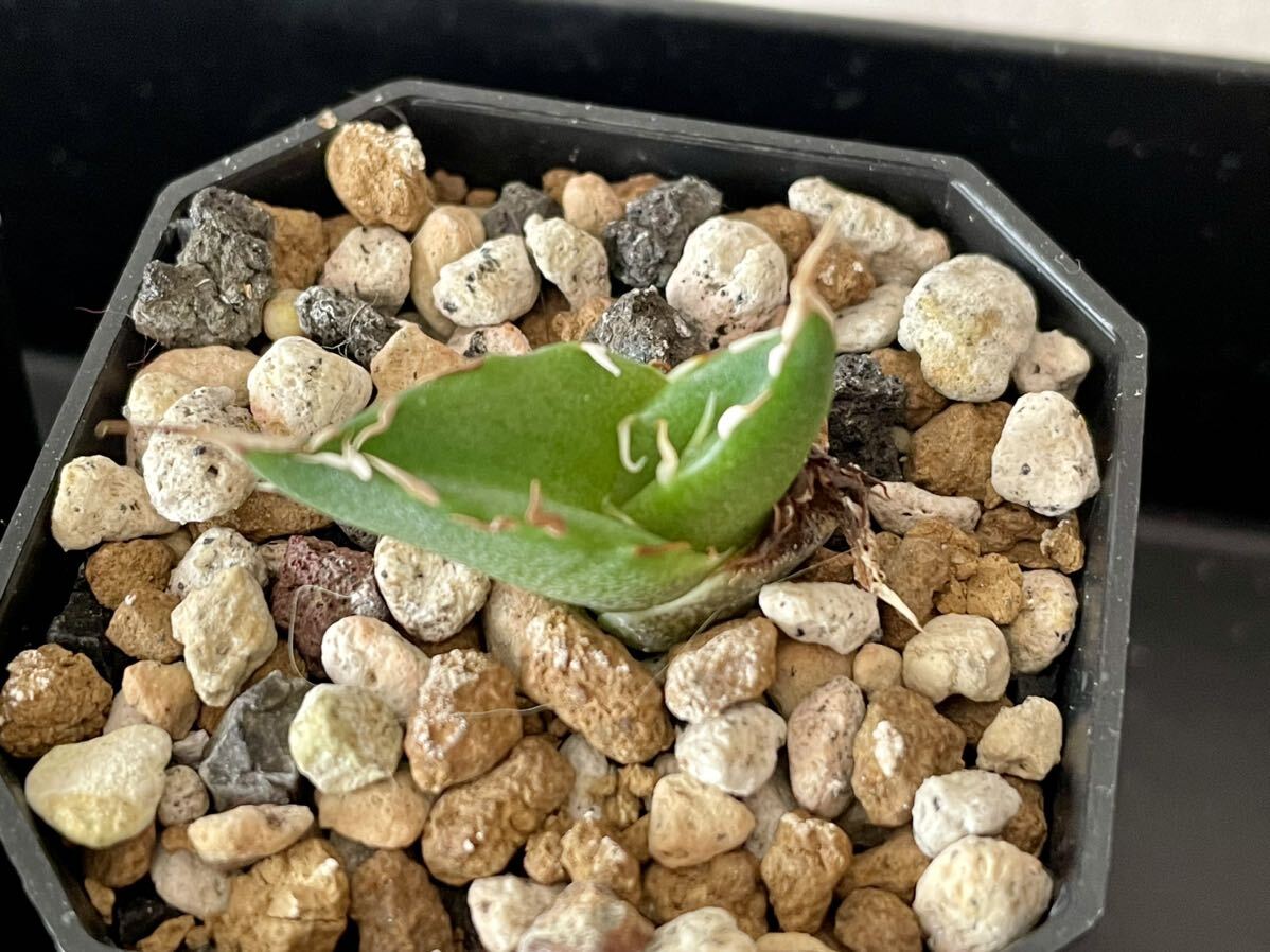 Agave titanota スーパーワン 国内実生株 6株セット ① 鉢ごと発送 / アガベ チタノタ オテロイ 実生の画像3