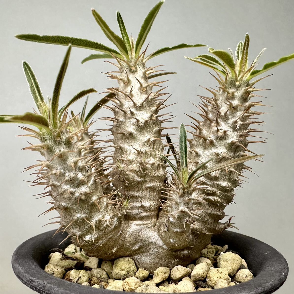 実生 グラキリス Pachypodium rosulatum var. gracilius パキポディウム コーデックス 塊根植物 多肉植物_画像1