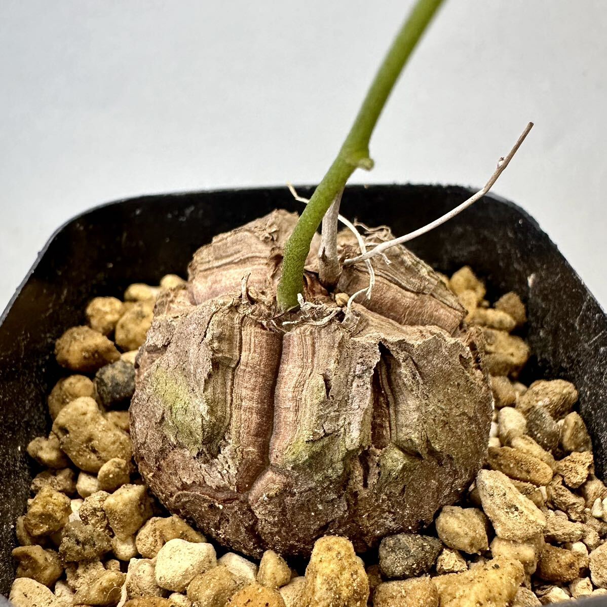 亀甲竜 4㎝強 実生 ディオスコレア エレファンティペス Dioscorea elephantipes アフリカ コーデックス 塊根植物 多肉植物_画像4