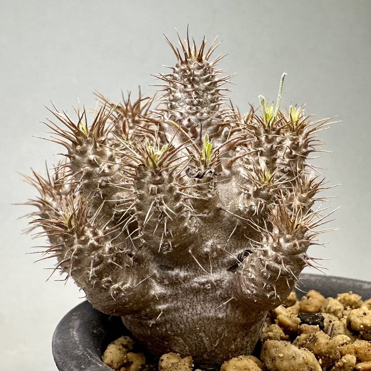 実生 グラキリス Pachypodium rosulatum var. gracilius パキポディウム コーデックス 塊根植物 多肉植物 多頭_画像3