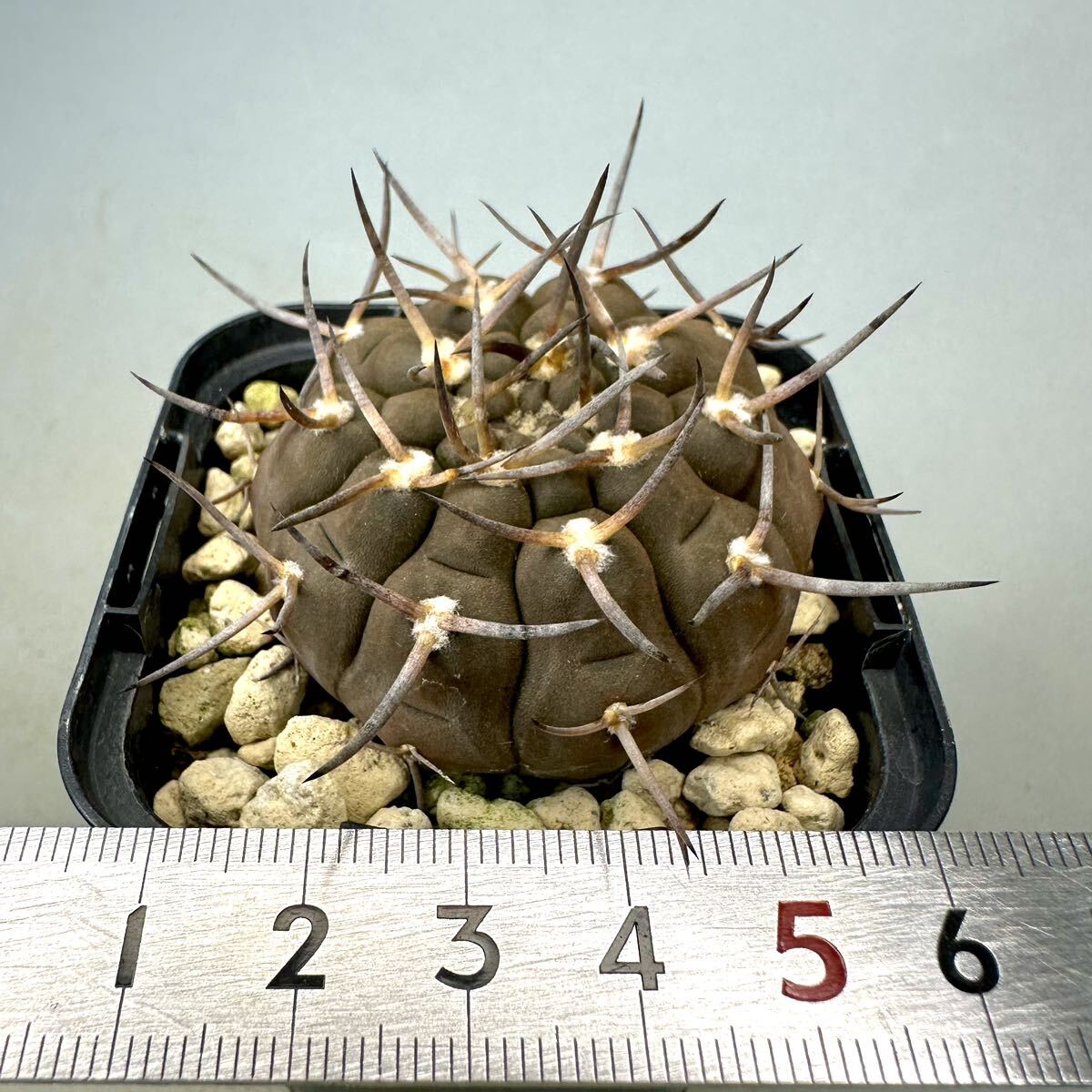 実生 武勲丸 ギムノカリキウム バリスピナム Gymnocalycium サボテン 検) バッテリー 天平丸 新天地 コピアポア エリオシケの画像6