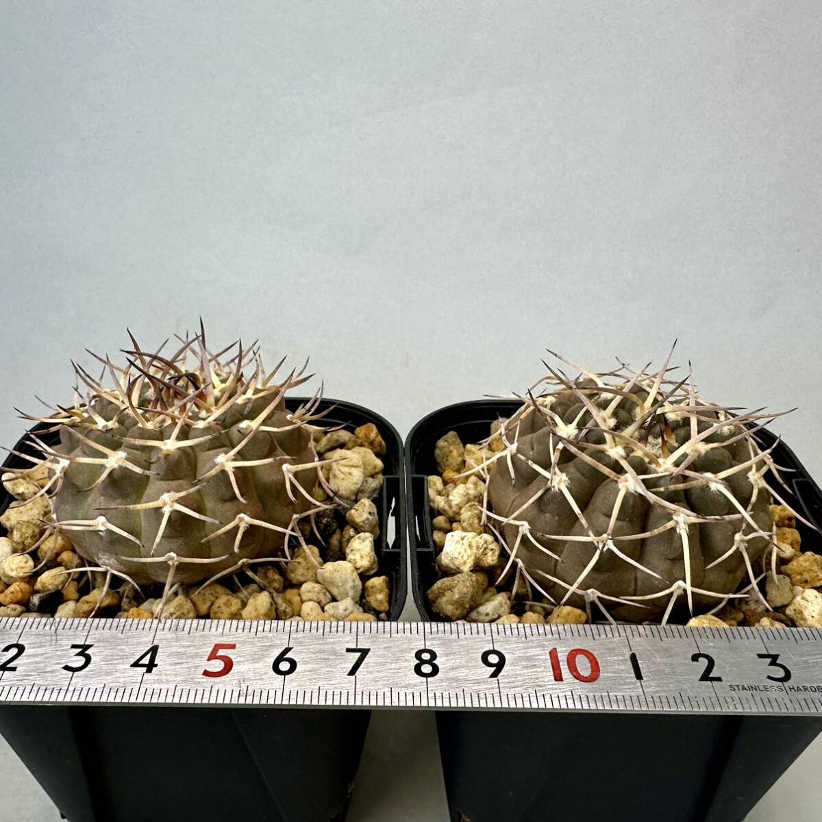 実生 バリスピナム 武勲丸 ギムノカリキウム 2鉢セット Gymnocalycium サボテン 検) バッテリー 天平丸 新天地 コピアポア エリオシケ_画像5