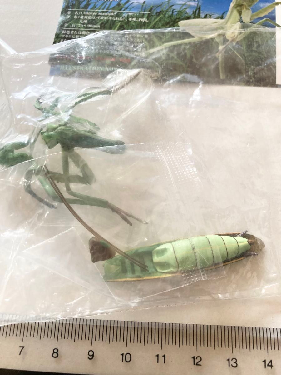 Amazon.co.jp: 原色日本昆虫図鑑Ⅱ オオカマキリ : おもちゃ