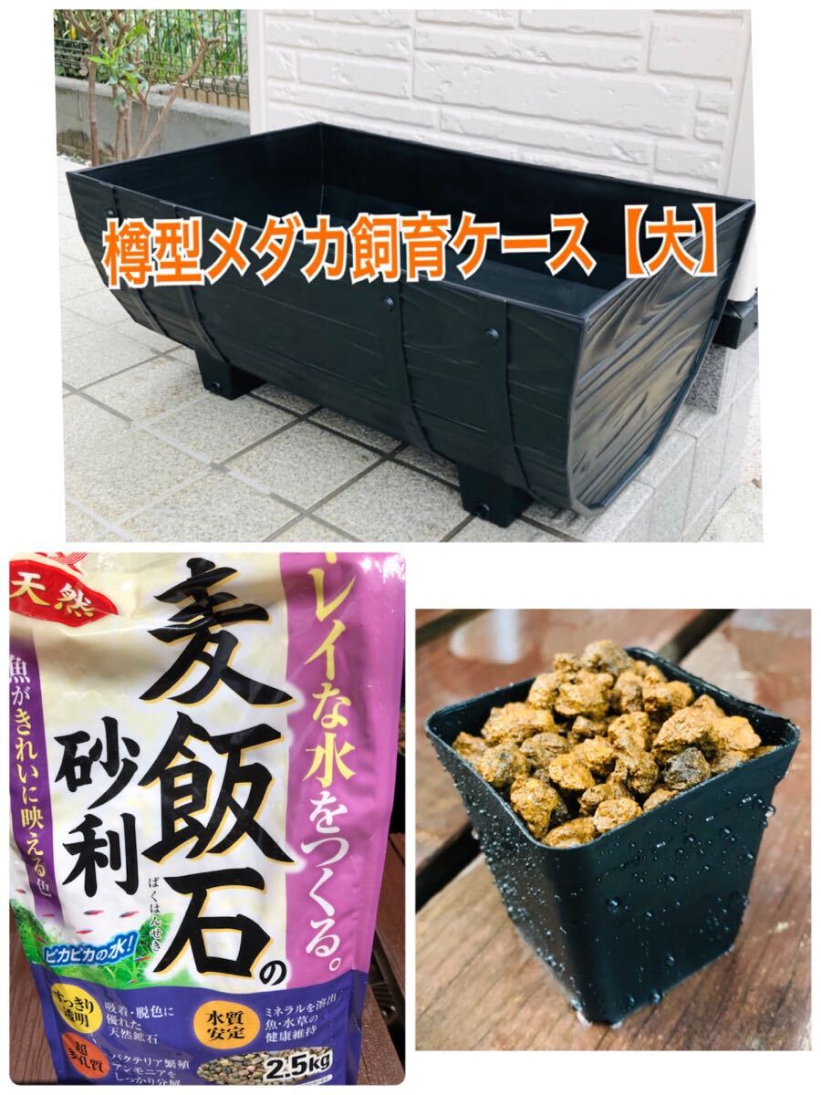 めだか飼育ケース　樽型【大】麦飯石、赤玉土セット